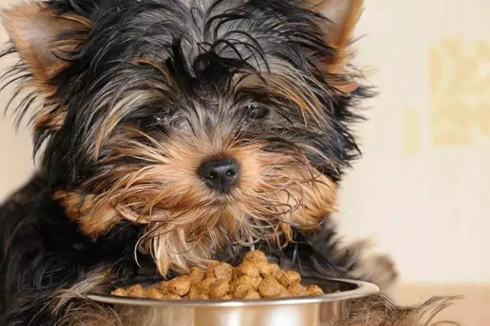 Food for yorkshire terriers: the norm of dry and wet feed for the puppies of York. Premium Class Feed Review for Dogs 25131_13