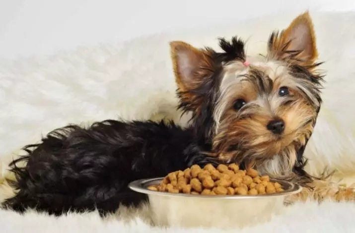 Food for yorkshire terriers: the norm of dry and wet feed for the puppies of York. Premium Class Feed Review for Dogs 25131_2