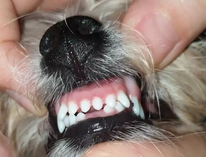 Kastor-Yorkshire Terrier (50 foto): Përshkrimi i racës, natyra e puppies dhe qentë e rritur. Dallimet nga Terrier Yorkshire. Haircuts popullore 25134_42