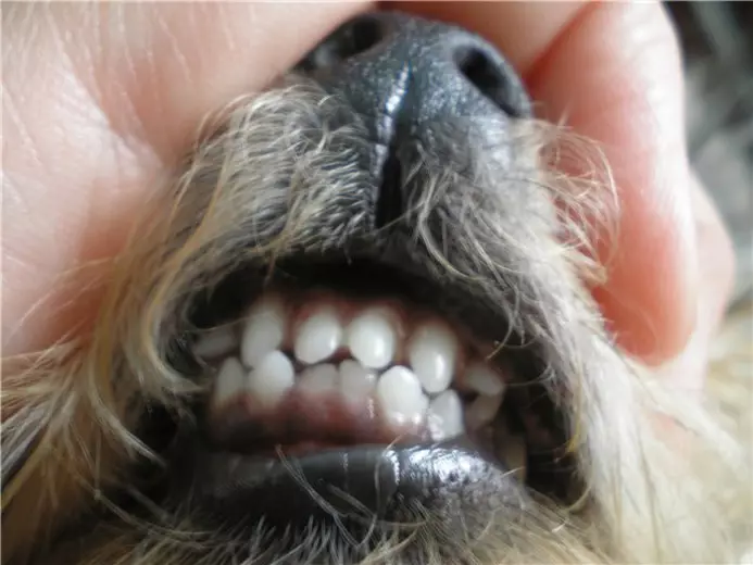 Beaver-Yorkshire Terrier (50 사진) : 품종에 대한 설명, 강아지와 성인 개의 성격. 요크셔 테리어의 차이점. 인기있는 이발 25134_43