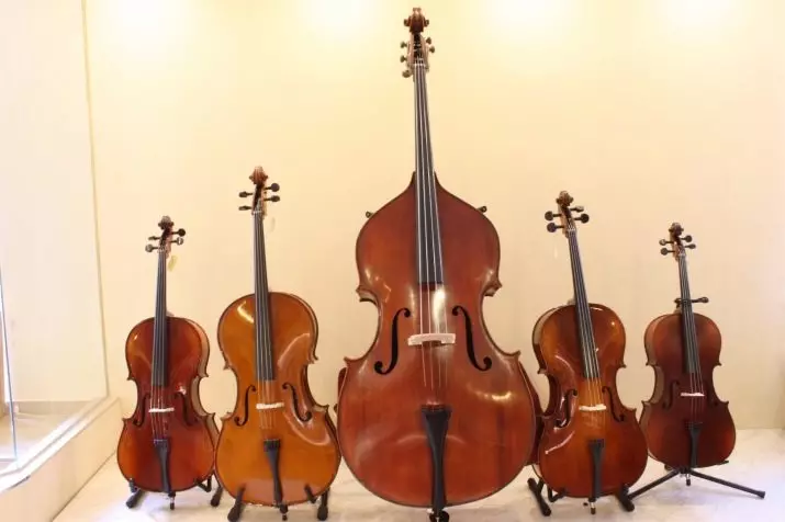 Differences of double bass from Cello (22 photos): What do they differ externally and what is the difference in sound? What do they look and what more? 25450_17