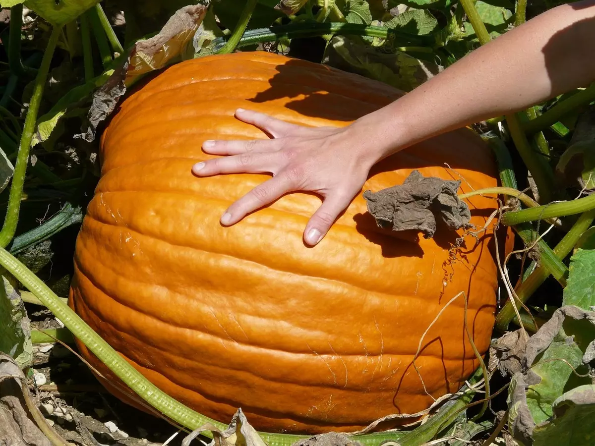 Pumpkin li ser Halloween (37 Wêneyên): Sembola Kulikê çi ye? Efsanewî ya ku çima pumpkin dest pê kir ji bo sembola Halloween. Ew çawa qut e? 26014_15