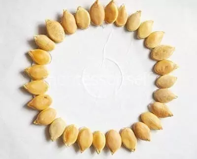 호박 씨앗 (49 장의 사진)의 공예품 : 호박 씨앗에서 자신의 손으로 