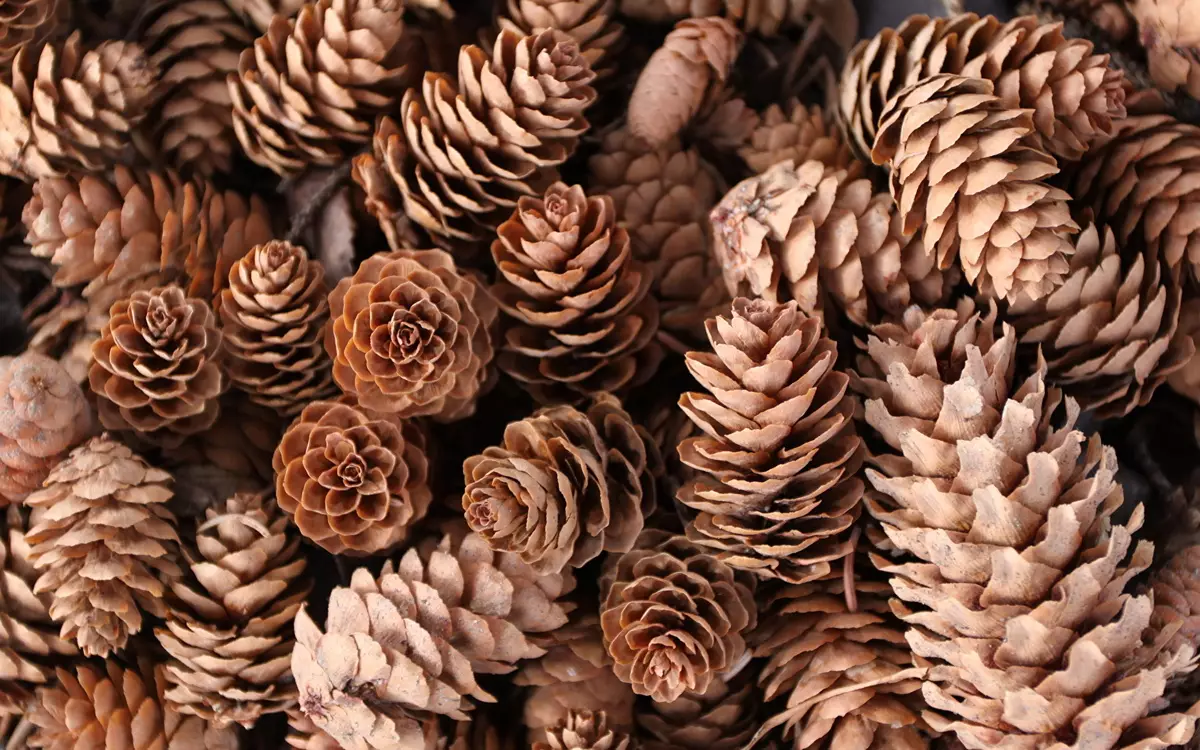 Winterhandwerk: zum Kindergarten und zur Schule. Wie kann man Ihre eigenen Hände ein Haus für Kinder in 1 und eine andere Klasse machen? Blumenstrauß und anderes Handwerk 26078_37