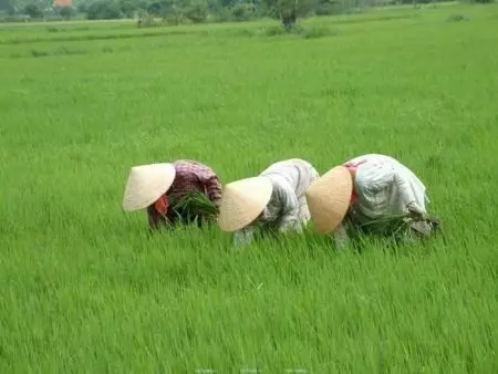 Topi Jerami (82 foto): Saluran Model dari Straw 2664_25