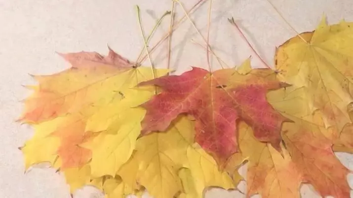 Buketter laget av Maple Leaves med egne hender (39 bilder): Hvordan trinn for trinn for å lage blomster fra bladet på masterklassen? Vakre høstroser fra bladene gradvis. Hvordan samle buketten av dem? 26650_4