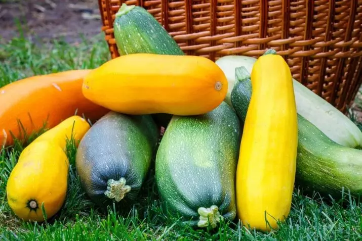 Mignon de Zucchini (24 fotos): Como facer un rastrexo paso a man no xardín de infancia? Minion de outono de calabacín verde, amarelo e branco 26717_5