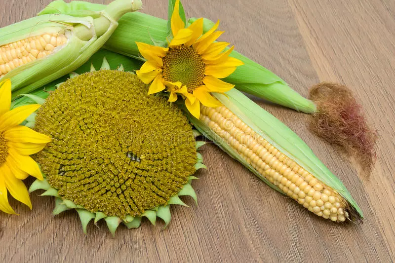 Corn crafts (44 mga larawan): para sa mga kindergarten at mga paaralan, minions at crafts sa paksa ng taglagas na may kanilang sariling mga kamay mula sa mga dahon ng cob at mais 26737_18