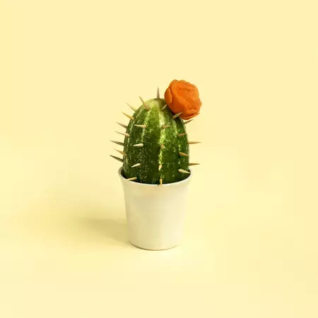 Cactus өргөст хэмх (31 фото) нь: ямар нэгэн саванд шүдний нь намар сэдвээр цэцэрлэг рүү мөлхөж хийх вэ? Энгийн шуух 26740_5