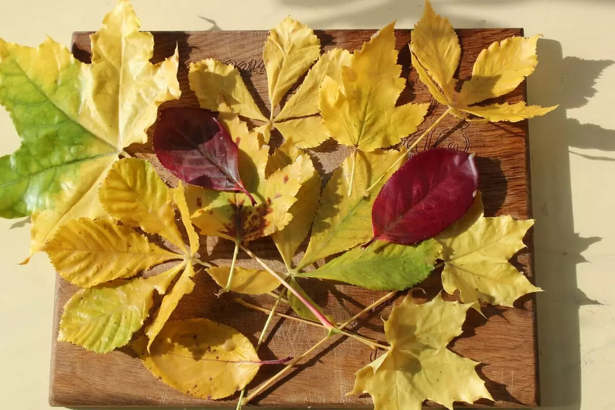 Собрать осенние листья. Как сохранить осенние листья для поделок. Осенние поробки з листя на Казани. Как сохранить осенние листья свежими. Как сохранить осенние листья надолго.