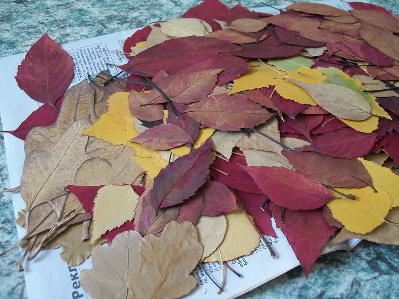 葉から「Firebird」の工芸品（30枚の写真）：秋の乾いた葉からの応用、バルク手工芸品。ステップバイステップの指示にそれらを作る方法は？ 26763_5