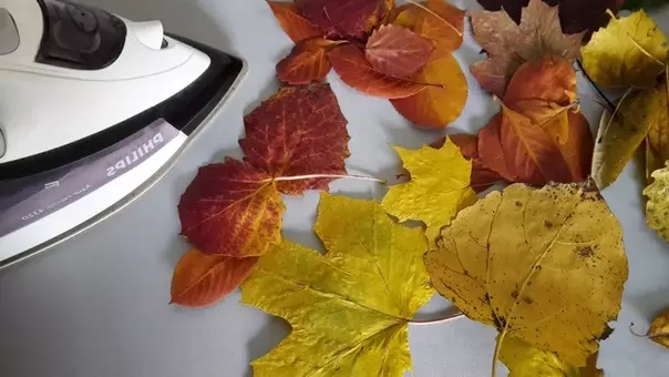 Hvordan tørke blader for håndverk? Hvordan raskt sette strykejernet? Hvordan rush høstblad av forskjellige trær? Hvordan kan du tørke dem i mikrobølgeovn? 26773_43