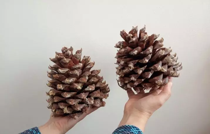 Cedar Cones Crafts (41 Ảnh): Bạn làm gì với bàn tay của chính mình theo chủ đề 