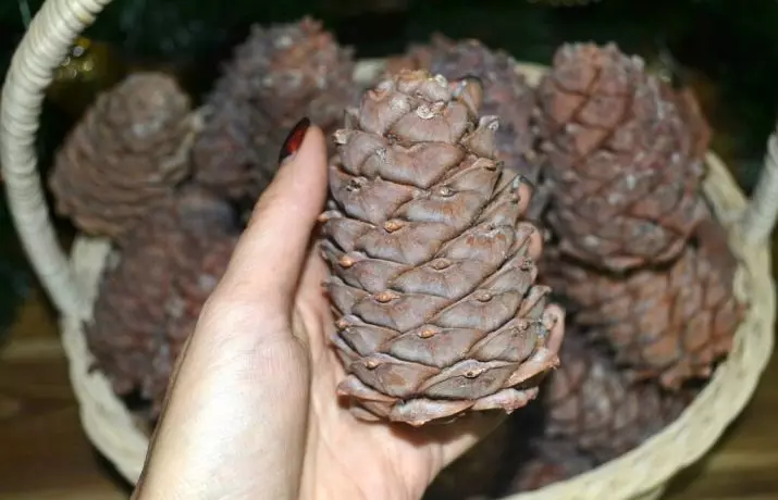 Cedar Cones Crafts (41 รูป): คุณทำอะไรกับมือของคุณเองในหัวข้อ 