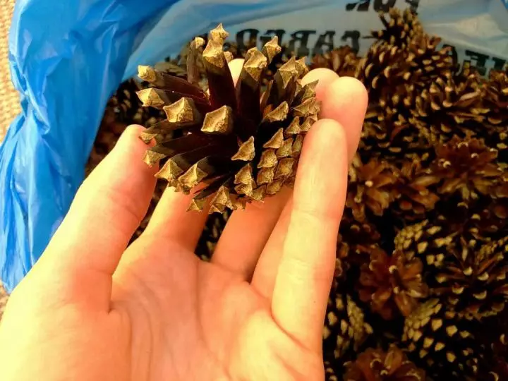 Crafts từ Fir Cones (45 ảnh): Làm thế nào để biến chúng thành tay của chính mình cho mẫu giáo và đến trường? Những gì có thể được thực hiện về chủ đề của mùa thu? 26779_14