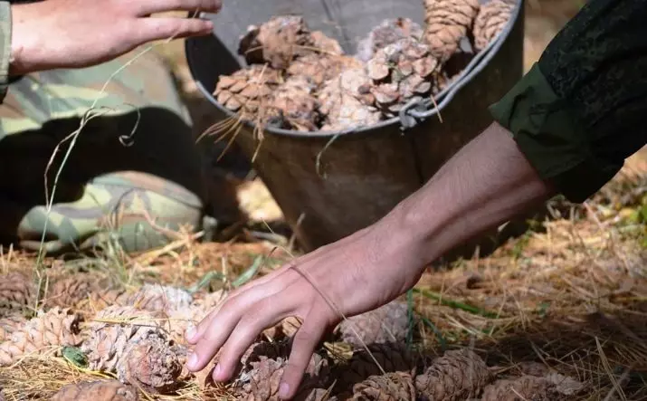Artesanato de cones de abeto (45 fotos): Como fazê-los com suas próprias mãos para o jardim de infância e para a escola? O que pode ser feito no tópico do outono? 26779_5