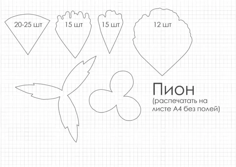 Insolon Peonies (39 รูป): ดอกไม้โคมไฟและการเจริญเติบโตชั้นต้นแบบและรูปแบบกลีบดอก วิธีทำดอกโบตั๋นขนาดเล็กด้วยมือของตัวเอง? 26818_12