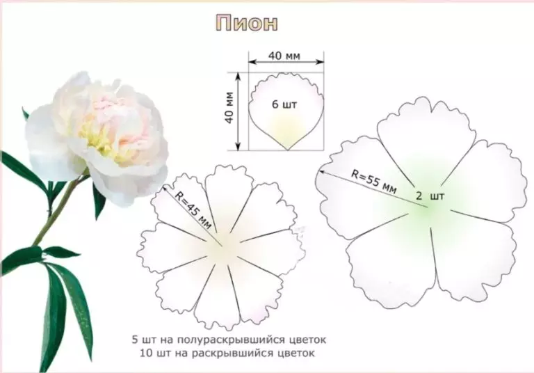 Insolon Peonies (39 รูป): ดอกไม้โคมไฟและการเจริญเติบโตชั้นต้นแบบและรูปแบบกลีบดอก วิธีทำดอกโบตั๋นขนาดเล็กด้วยมือของตัวเอง? 26818_17