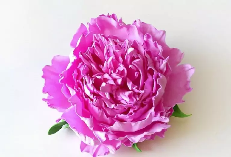 Insolon Peonies (39 foto): fiore di lampada e crescita, master class e motivi petali. Come fare piccole peonie con le loro mani? 26818_36