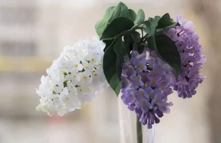 Lilac dari Foamiran: Bagaimana untuk menjadikannya sendiri di kelas induk langkah demi langkah dengan templat? Pengeluaran bunga dari marshmallow dan phoamira lain 26853_2