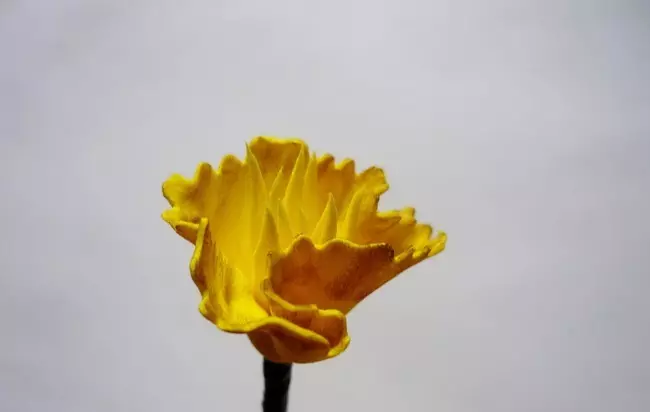 Narcissus FoamyRan: malleja ja master-luokka. Kuinka tehdä suuria ja muita kukkia omalla kädet askel askeleelta? 26861_17