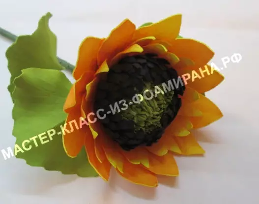Sunflowers minn Foamyran (28 Ritratti): Nagħmlu t-tkabbir fl-idejn tiegħek, klassijiet tal-kaptan pass pass, mudelli u mudelli 26862_28