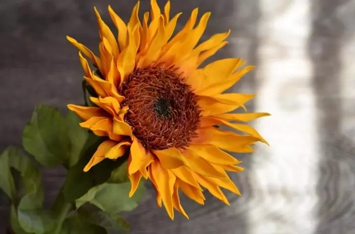 Foamyran (28 تصاویر) سے Sunflowers: ہم آپ کے اپنے ہاتھوں، قدم بہ قدم ماسٹر کلاس، پیٹرن اور پیٹرن میں اضافہ کرتے ہیں 26862_7