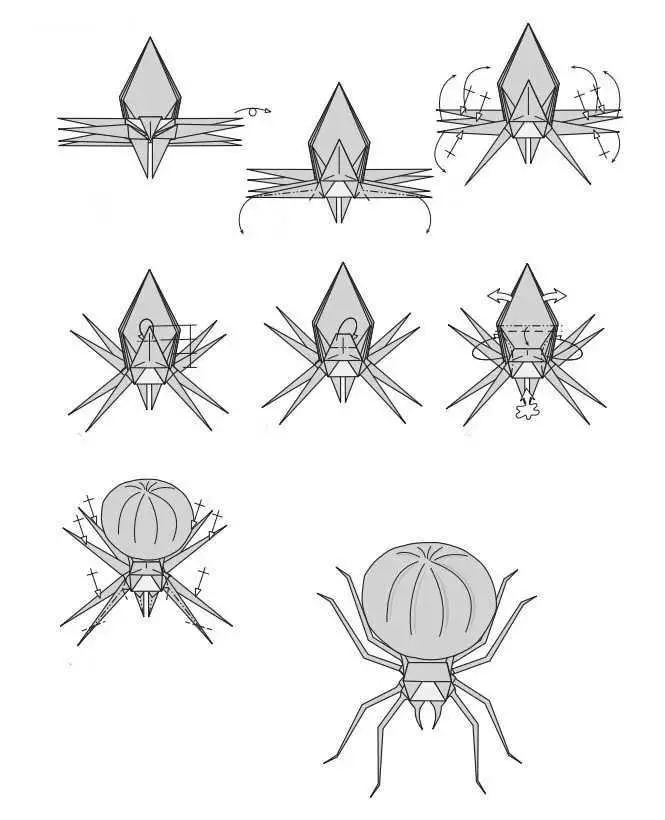 折纸“蜘蛛”：如何根据该方案制作纸张模块折纸？易于折纸“跳跃蜘蛛”为儿童和初学者 27024_20