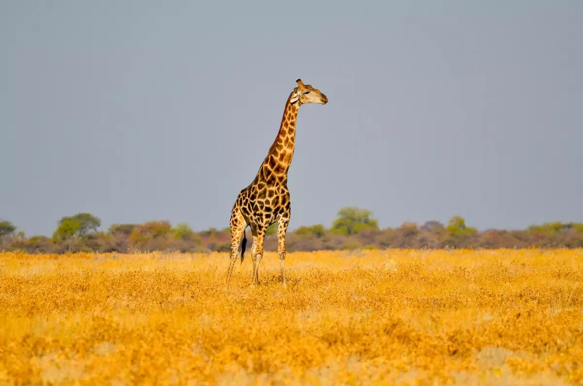 Giraffe aus Plasticin (37 Fotos): Wie schaffen Sie es für Schritt für Schritt? Wie schaffen Sie es auf Karton und wie sieht es aus? Phased Modellierung gewöhnlicher Giraffe mit ihren eigenen Händen 27200_3