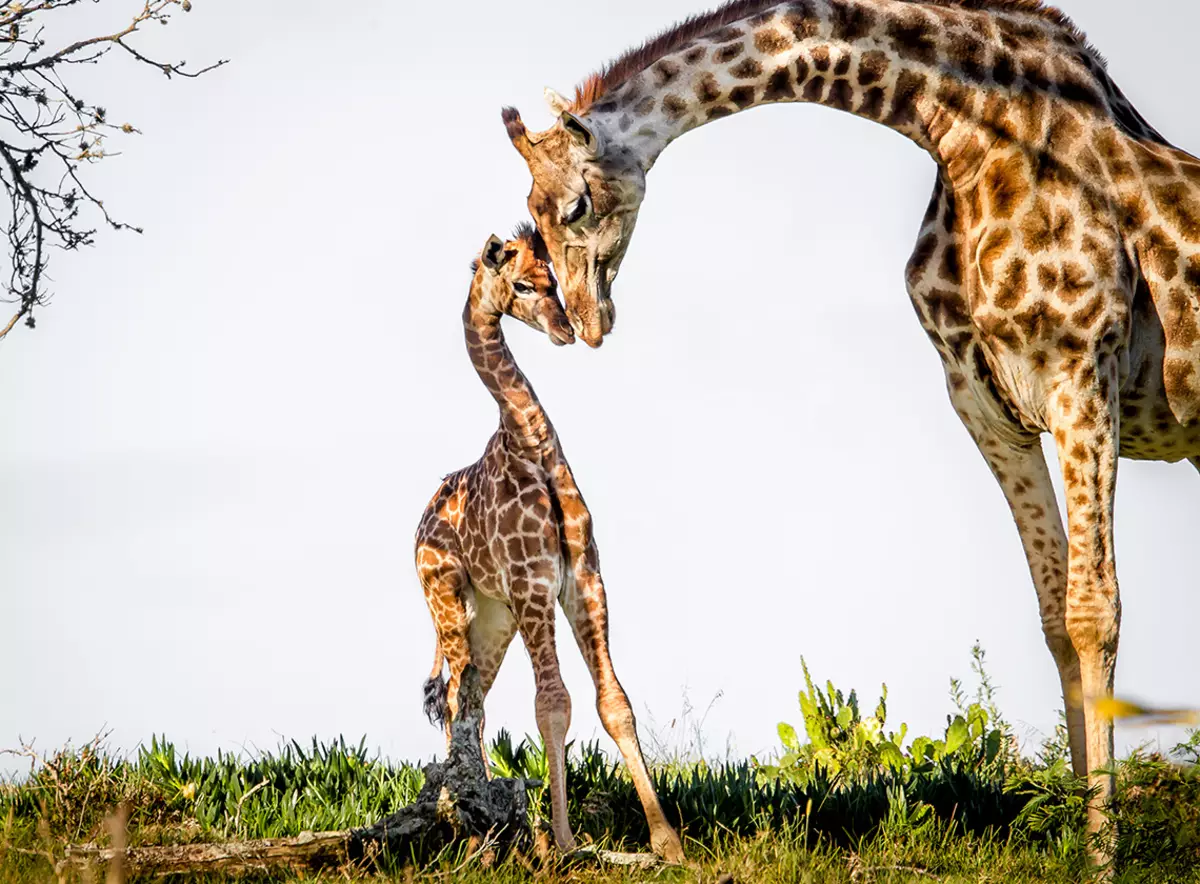 Giraf fra modellervoks (37 billeder): Hvordan at gøre det børn med brændeovne trin for trin? Hvordan man kan gøre det på karton, og hvad betyder det så se ud? Trinvis modellering af ordinær giraf med deres egne hænder 27200_5
