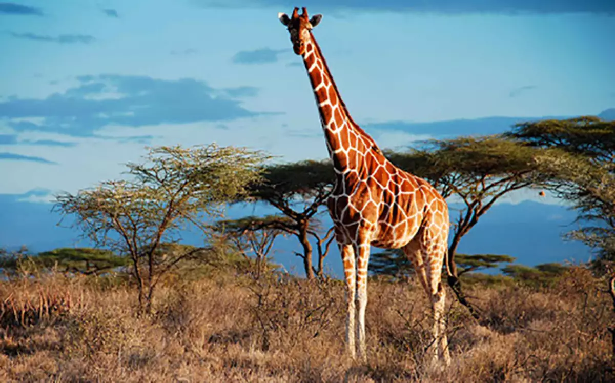 Giraffe aus Plasticin (37 Fotos): Wie schaffen Sie es für Schritt für Schritt? Wie schaffen Sie es auf Karton und wie sieht es aus? Phased Modellierung gewöhnlicher Giraffe mit ihren eigenen Händen 27200_6