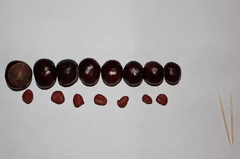 Caterina Caterpillar (51 foto): Si ta bëni atë me gështenja? Si për të bërë nga plastike me acorns? Mbresëlënëse për fëmijët 3-4 dhe 5-6 vjet 27214_24