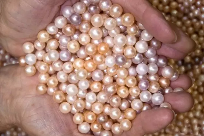 Perle cultivate: Ce este? Cum să crească o perla Kasumi, Maba și Aku acasă? 3209_31