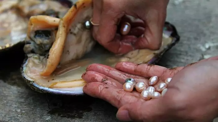 Perle coltivate: cos'è? Come coltivare una perla Kasumi, MABA e AKU a casa? 3209_5