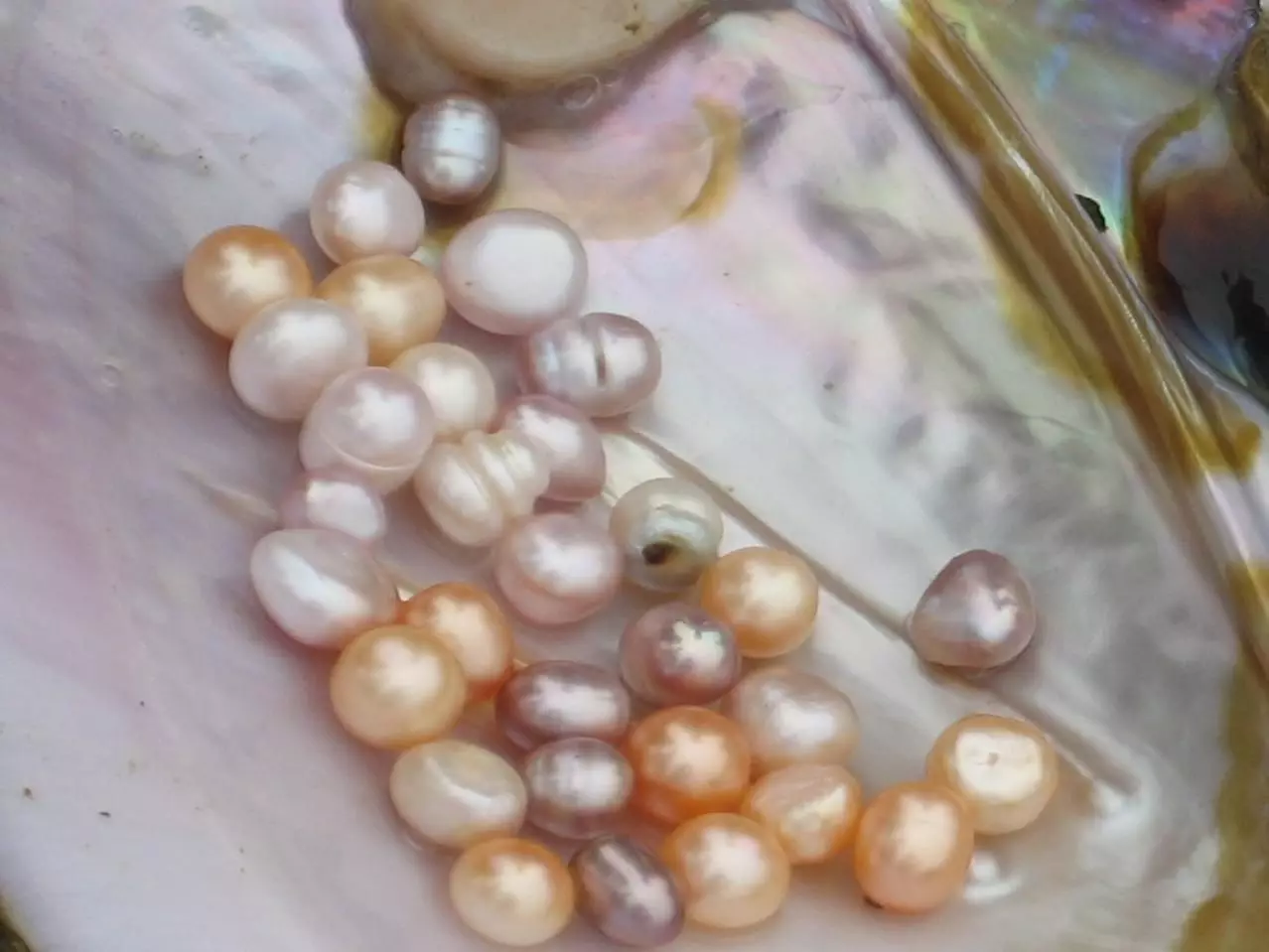 Perle cultivate: Ce este? Cum să crească o perla Kasumi, Maba și Aku acasă? 3209_7