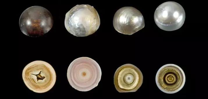 Perle coltivate: cos'è? Come coltivare una perla Kasumi, MABA e AKU a casa? 3209_8
