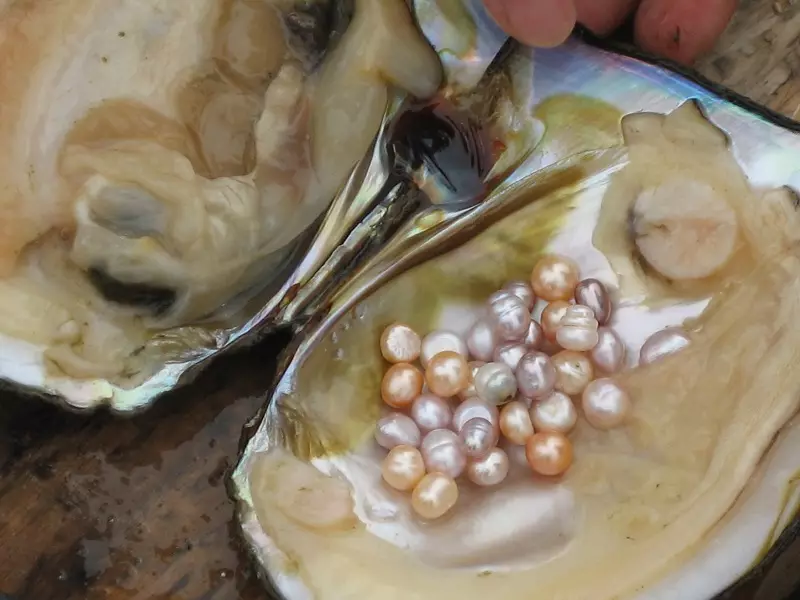 Perlas barrocas (27 fotos): ¿Que é o que é chamado? Forma irregular barroca de perla natural, grandes perlas barrocas irregulares 3246_6
