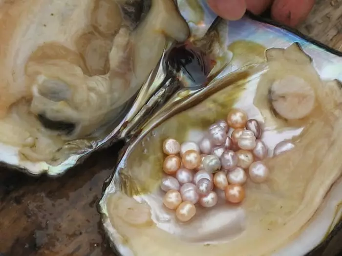 Fiume perle (17 foto): cos'è? Differenze di perle d'acqua dolce da marittime, proprietà e mineraria in Russia. Come distinguere una pietra dal falso? 3266_3