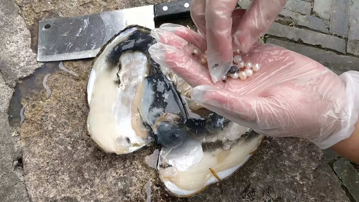 Upių perlai (17 nuotraukų): kas tai? Gėlavandenių perlų skirtumai nuo jūrų, savybių ir kasybos Rusijoje. Kaip atskirti akmenį nuo suklastoto? 3266_6