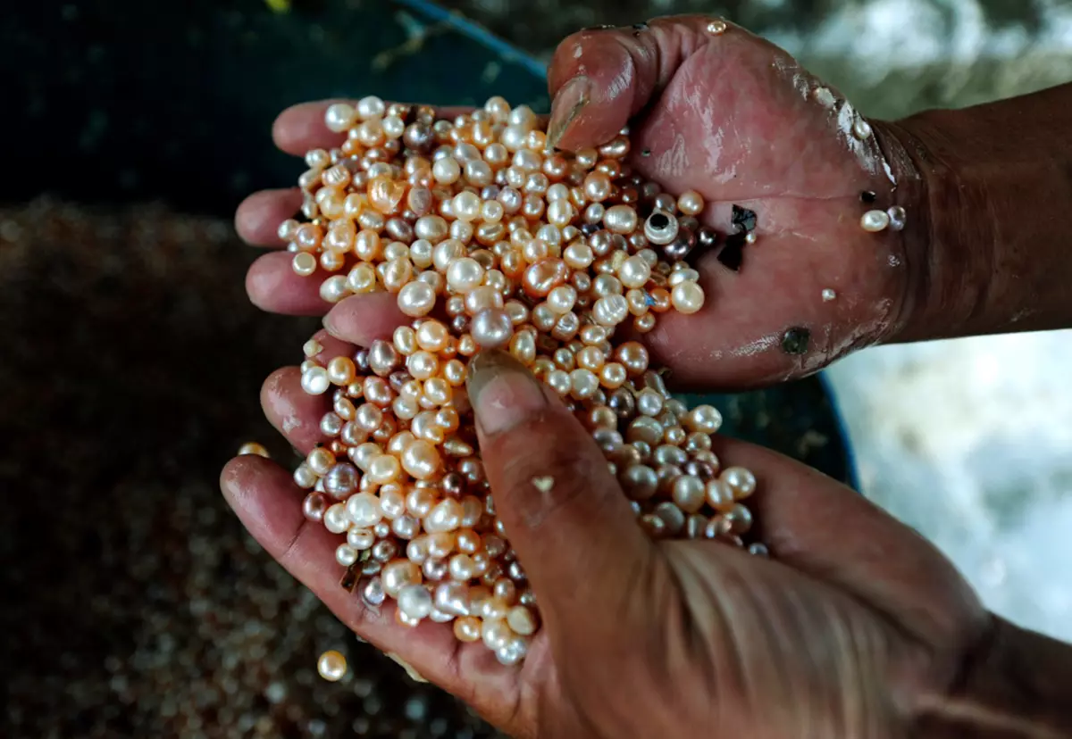 Upių perlai (17 nuotraukų): kas tai? Gėlavandenių perlų skirtumai nuo jūrų, savybių ir kasybos Rusijoje. Kaip atskirti akmenį nuo suklastoto? 3266_7