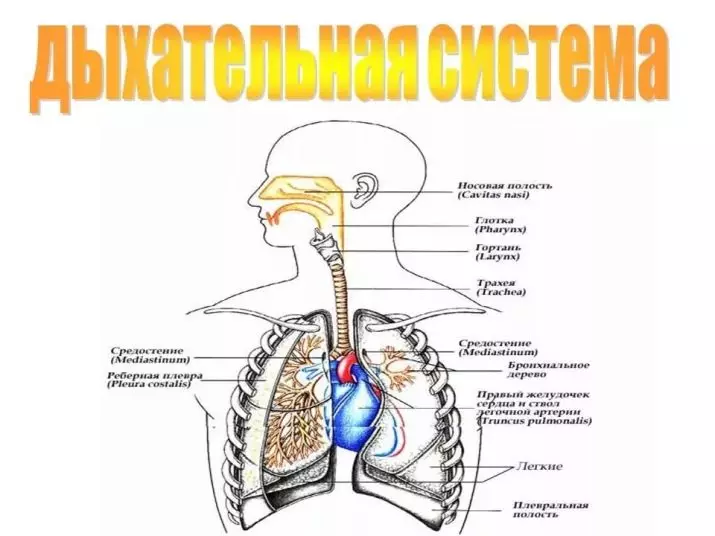 Көк бөрү (23 сүрөт): Сыйкырдуу жана башка касиеттери. Ким чыгат? Эмне үчүн көк механтурин 