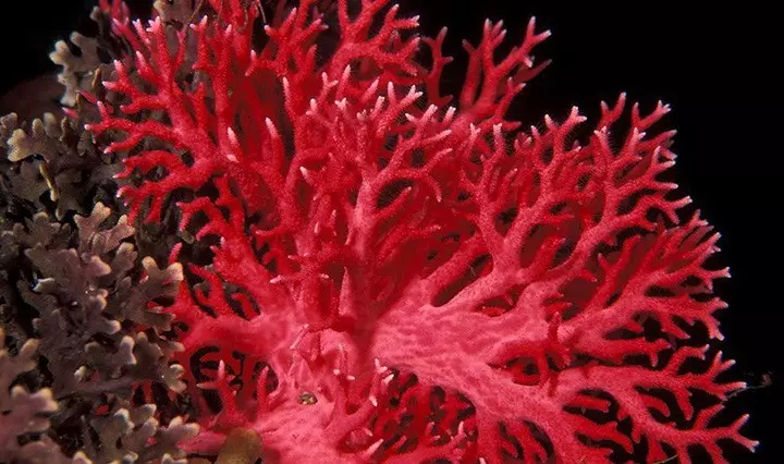 コーラル付きイヤリング（67写真）：Red Coralからの黒い砂漠のイヤリング、天然のサンゴのモデル 3355_10