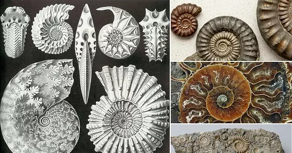 Ammonite (28 foto's): Magic, genêzen en oare eigenskippen fan stien. Wêr kin ik it fine? 3414_10