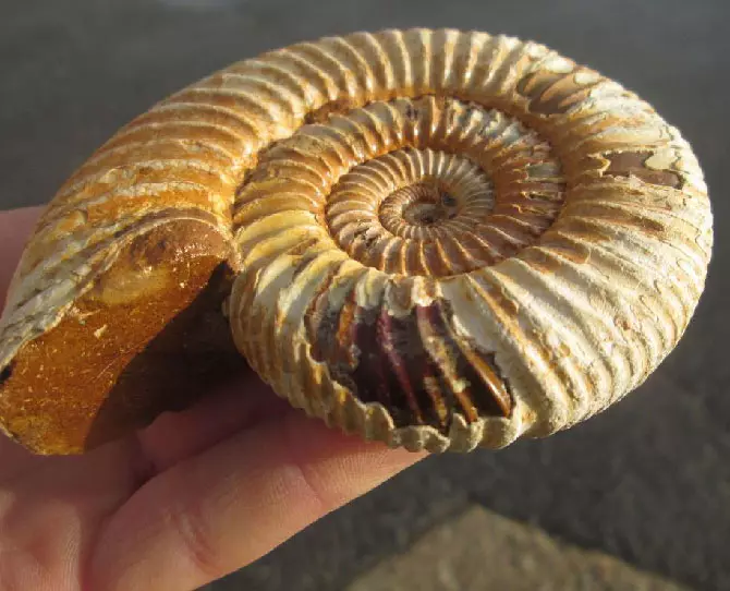 Ammonit (28 Fotos): Magie, Heilung und andere Eigenschaften von Stein. Wo kann ich es finden? 3414_16