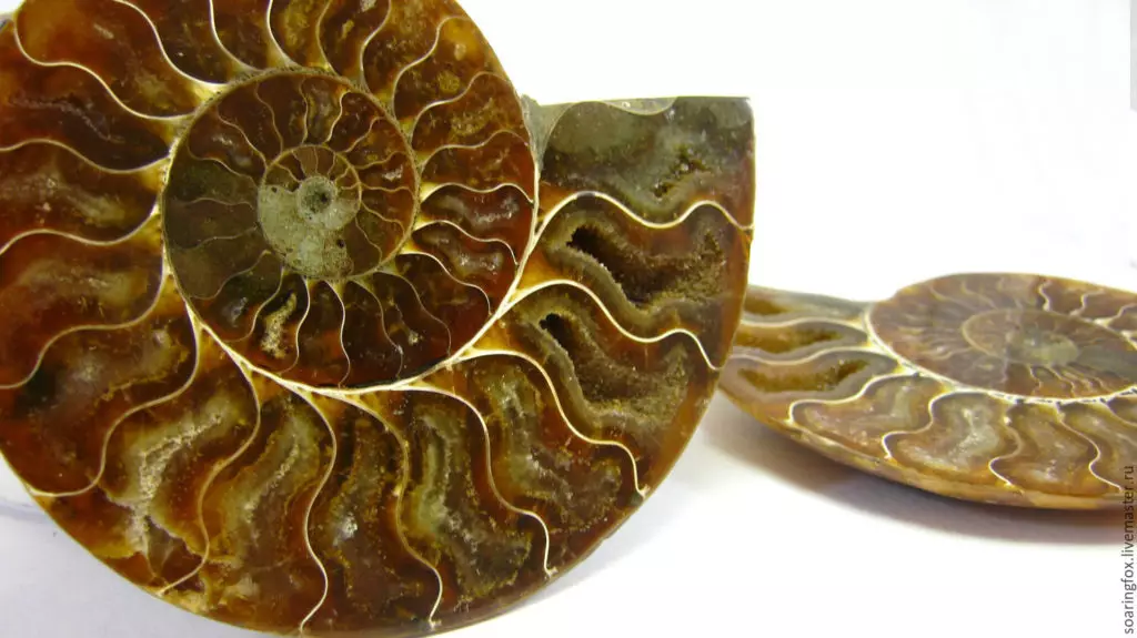 Ammonite (28 ຮູບພາບ): magic, ການຮັກສາແລະຄຸນສົມບັດອື່ນໆຂອງຫີນ. ຂ້ອຍສາມາດຊອກຫາມັນຢູ່ໃສ? 3414_21