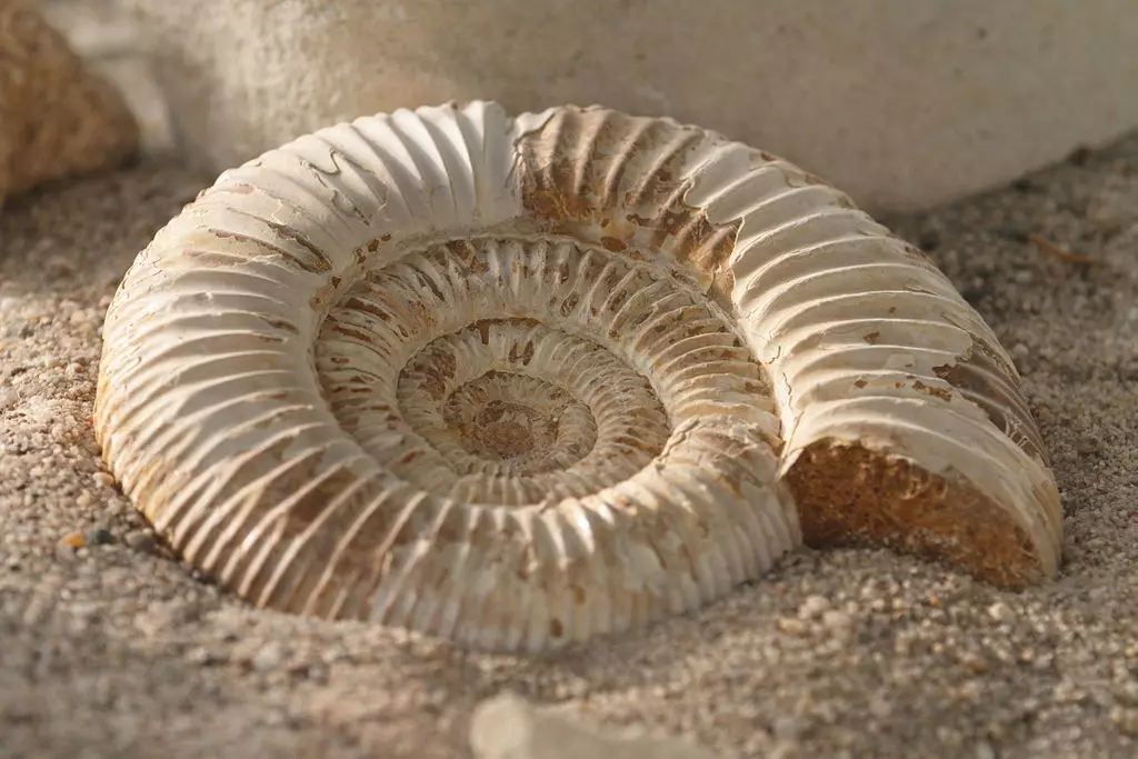 Ammonite (28 foto): Sihir, penyembuhan dan sifat-sifat batu lainnya. Di mana saya dapat menemukannya? 3414_25
