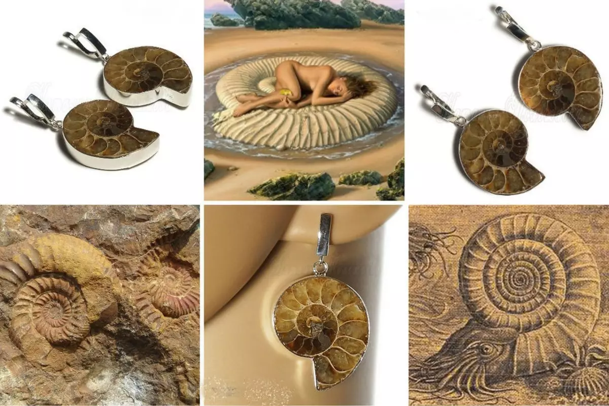 Ammonite (28 bilder): magi, helbredelse og andre egenskaper av stein. Hvor kan jeg finne det? 3414_26