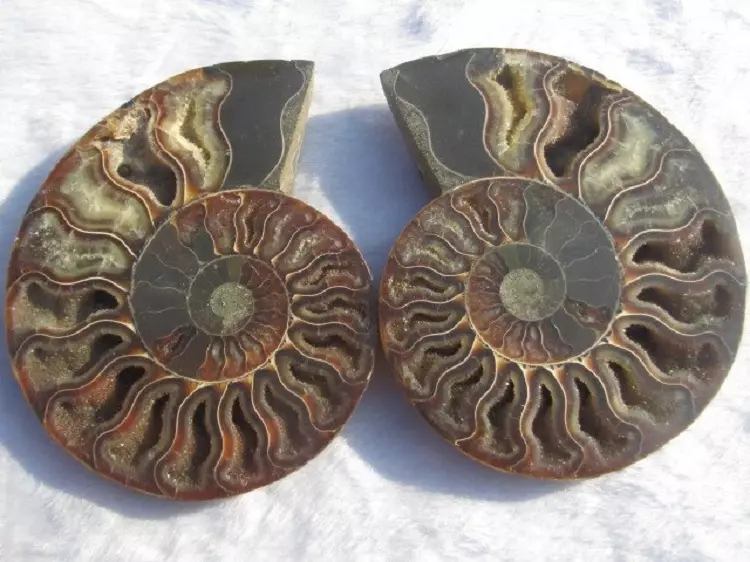 Ammonite (28 foto): Sihir, penyembuhan dan sifat-sifat batu lainnya. Di mana saya dapat menemukannya? 3414_4