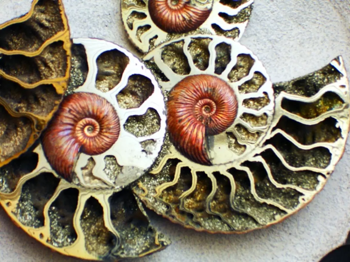 Ammonite (28 foto): Sihir, penyembuhan dan sifat-sifat batu lainnya. Di mana saya dapat menemukannya? 3414_5