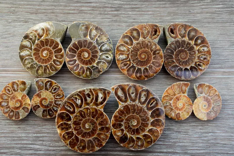 Ammonite (28 mga larawan): Magic, healing at iba pang mga katangian ng bato. Saan ko mahahanap ito? 3414_6